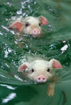 [piggys+swimming.bmp]