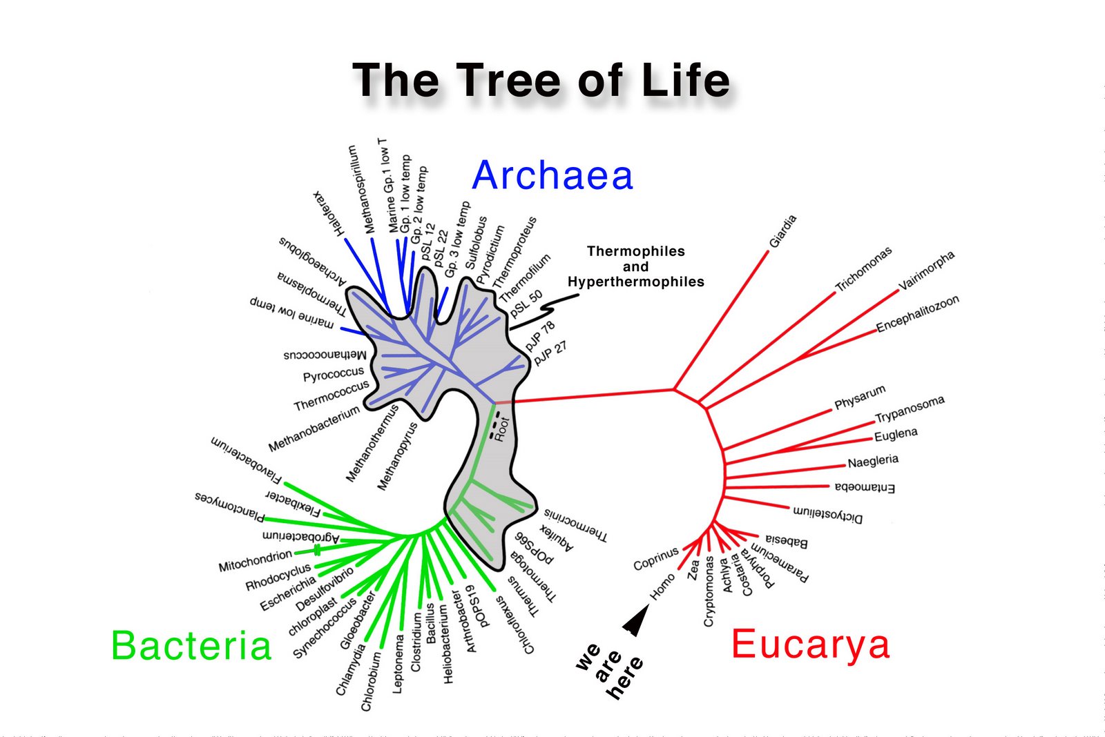 [tree+of+life+(10).jpg]