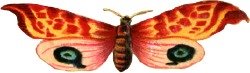 [wide-moth.jpg]