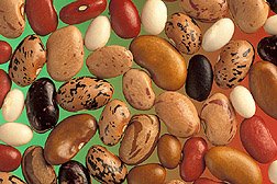 Rights for plants?; Bean patent scuppered