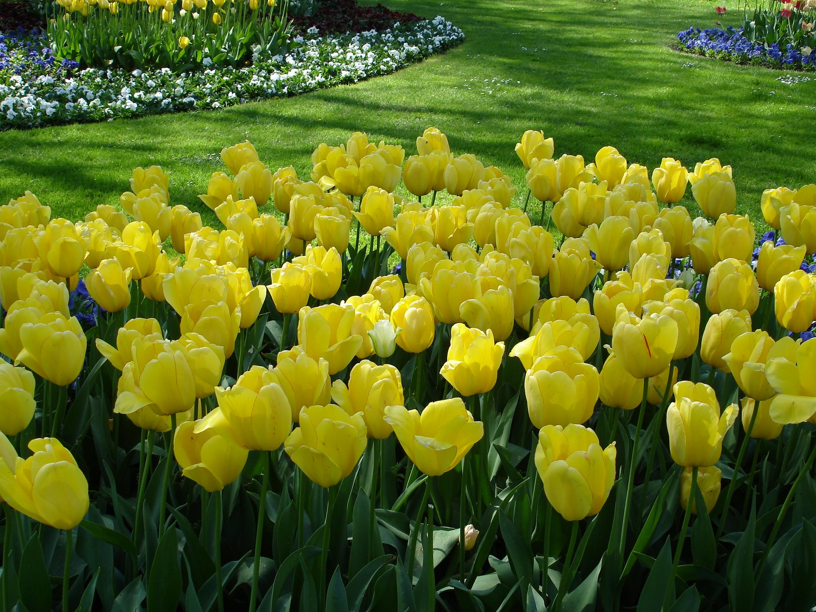 [tulipas+amarelas.jpg]
