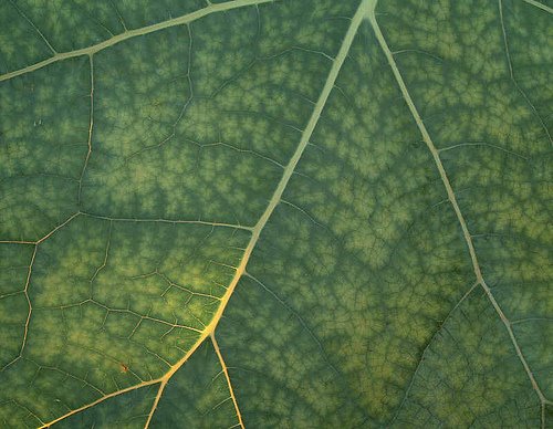[fractal+leaf+flickr.jpg]