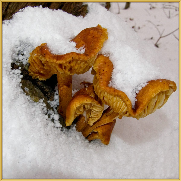 [fungi-in-snow.jpg]
