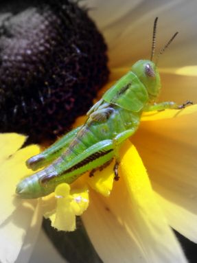 [grasshopper+flowers+folcal+color.jpg]