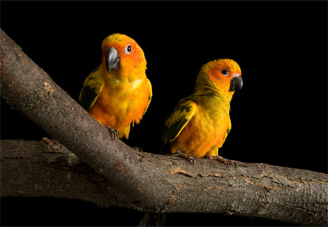[orange-birds-sartore-1096393-ga.jpg]