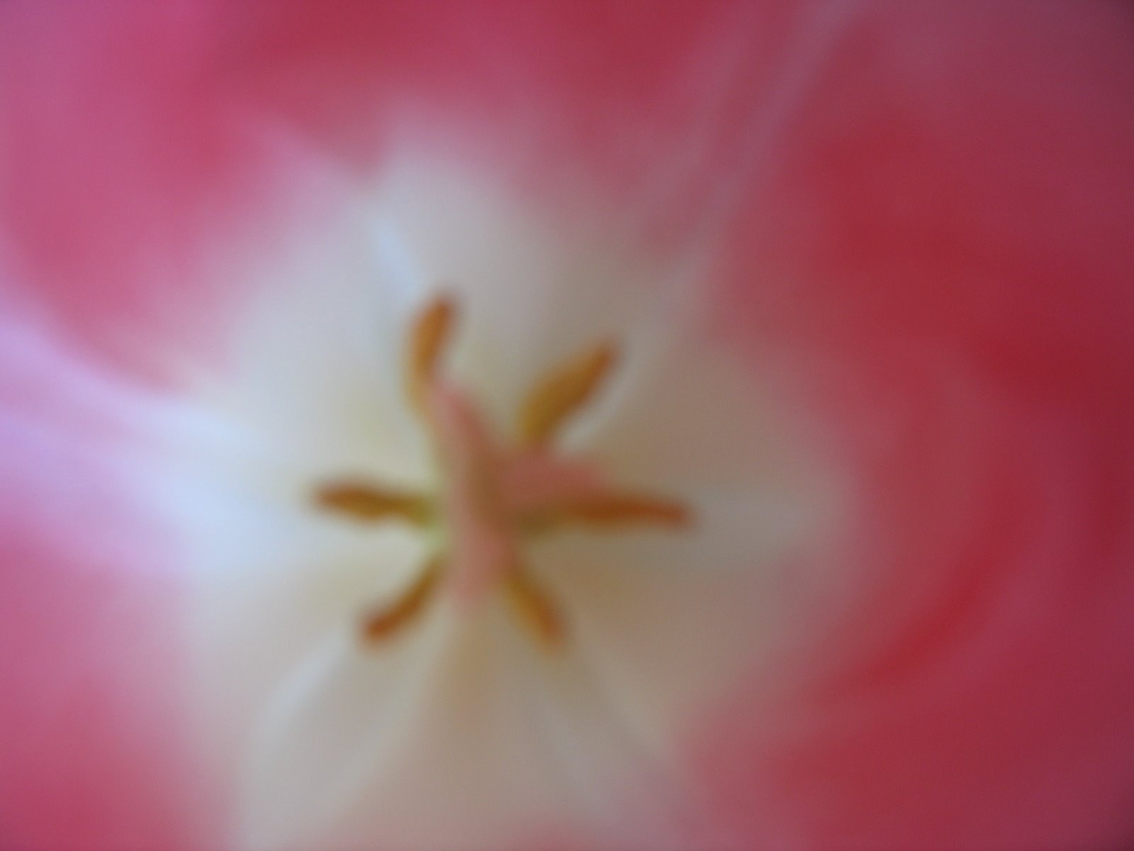 [Tulips+020.jpg]