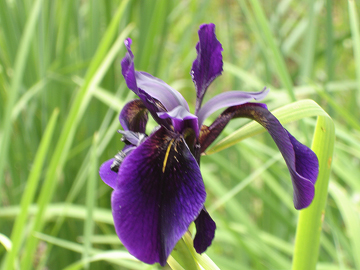 [purpleflower.jpg]