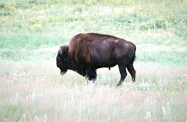 [bison.jpg]