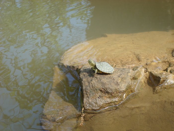 [turtlesunning+Baby+pond+slider.jpg]