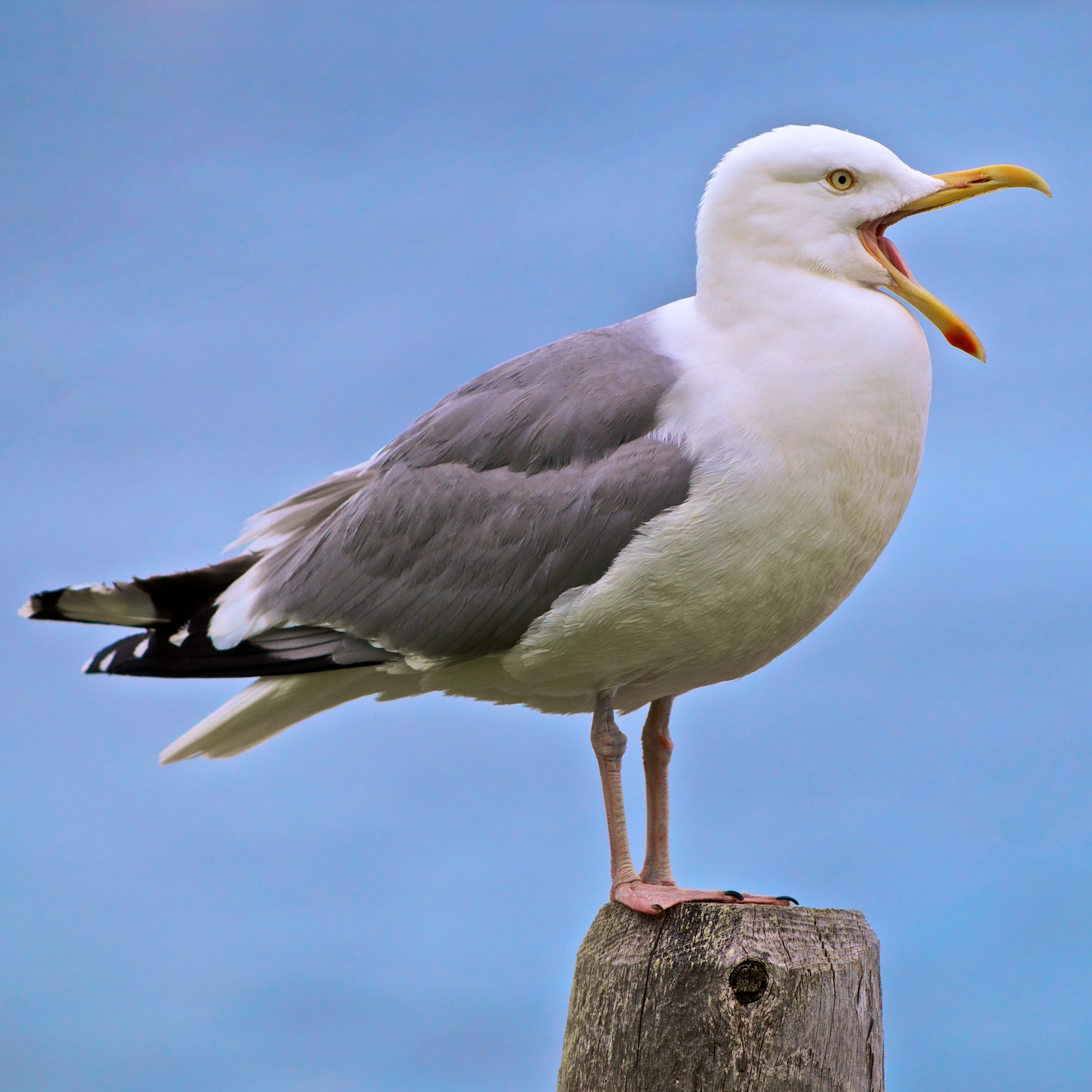 [seagull.jpg]