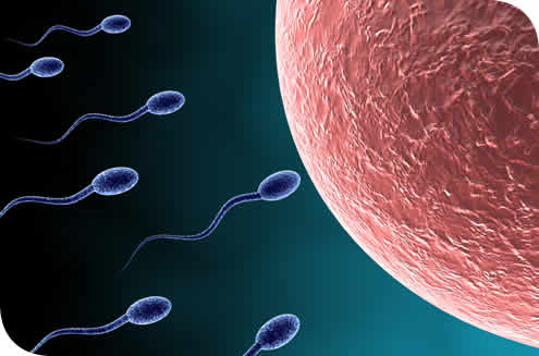 [sperm+&+egg.jpg]