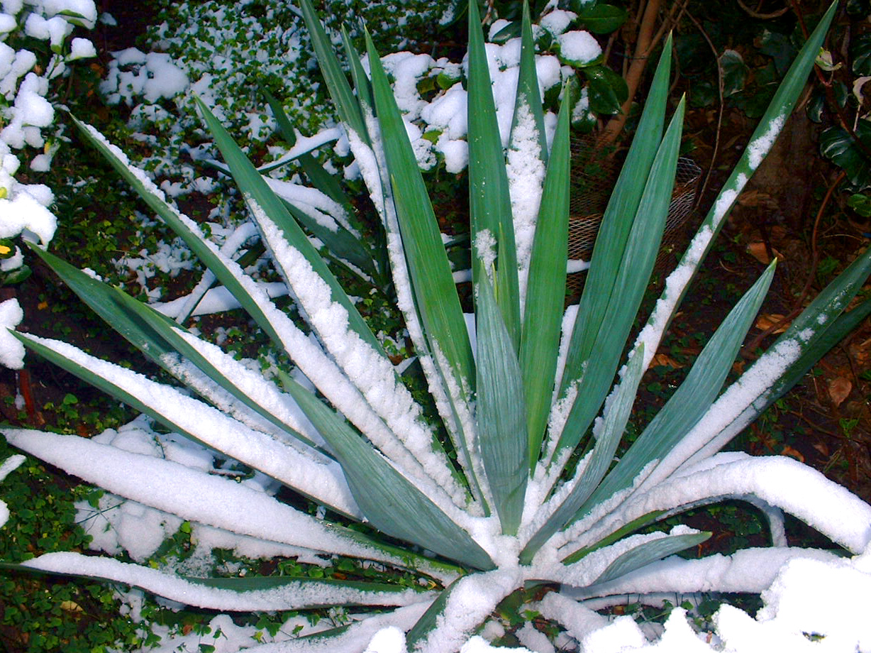 [Garden+Plant+snow.jpg]