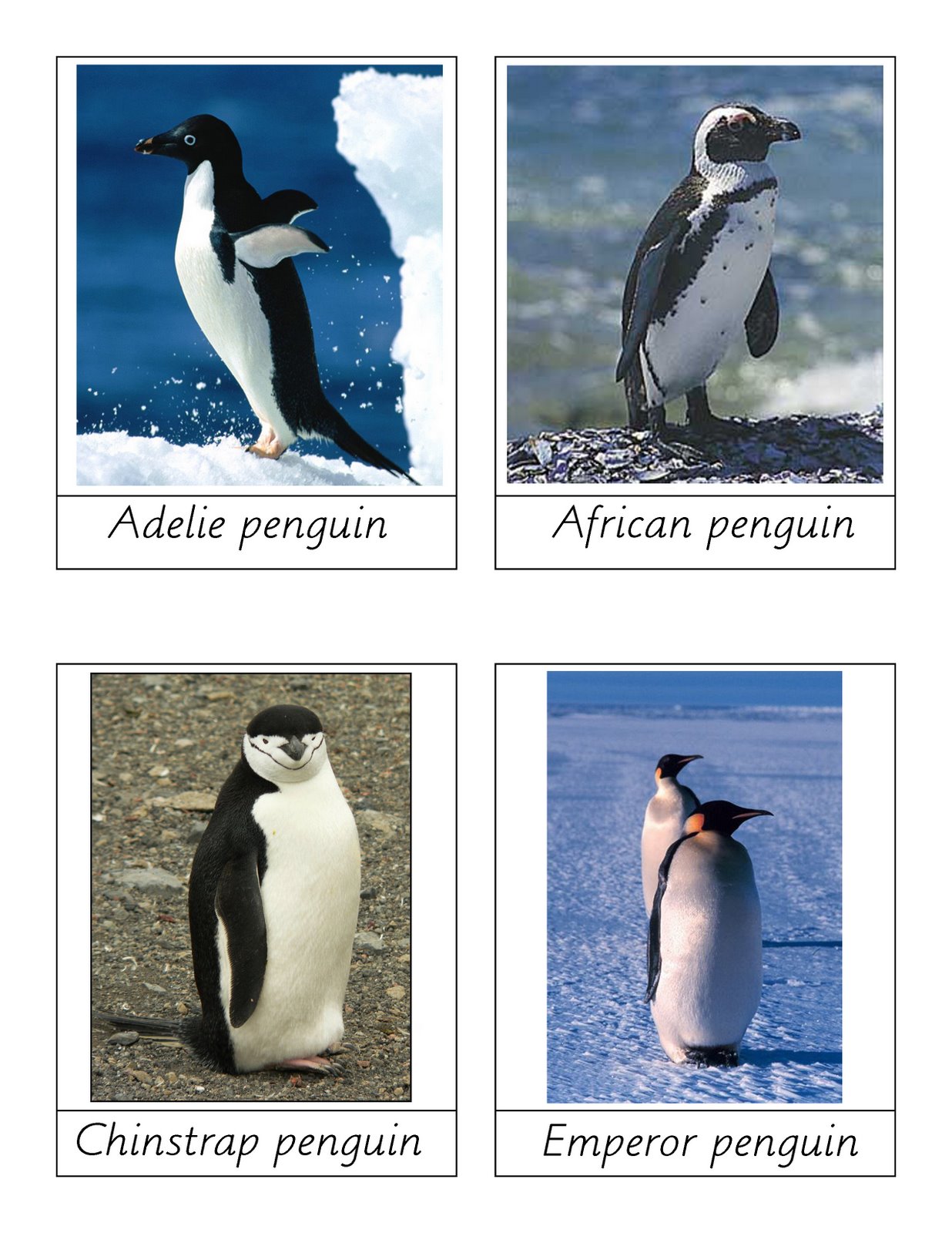 [penguin1.jpg]