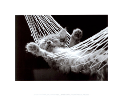 [LP927H~Cat-Nap-II-Posters.jpg]
