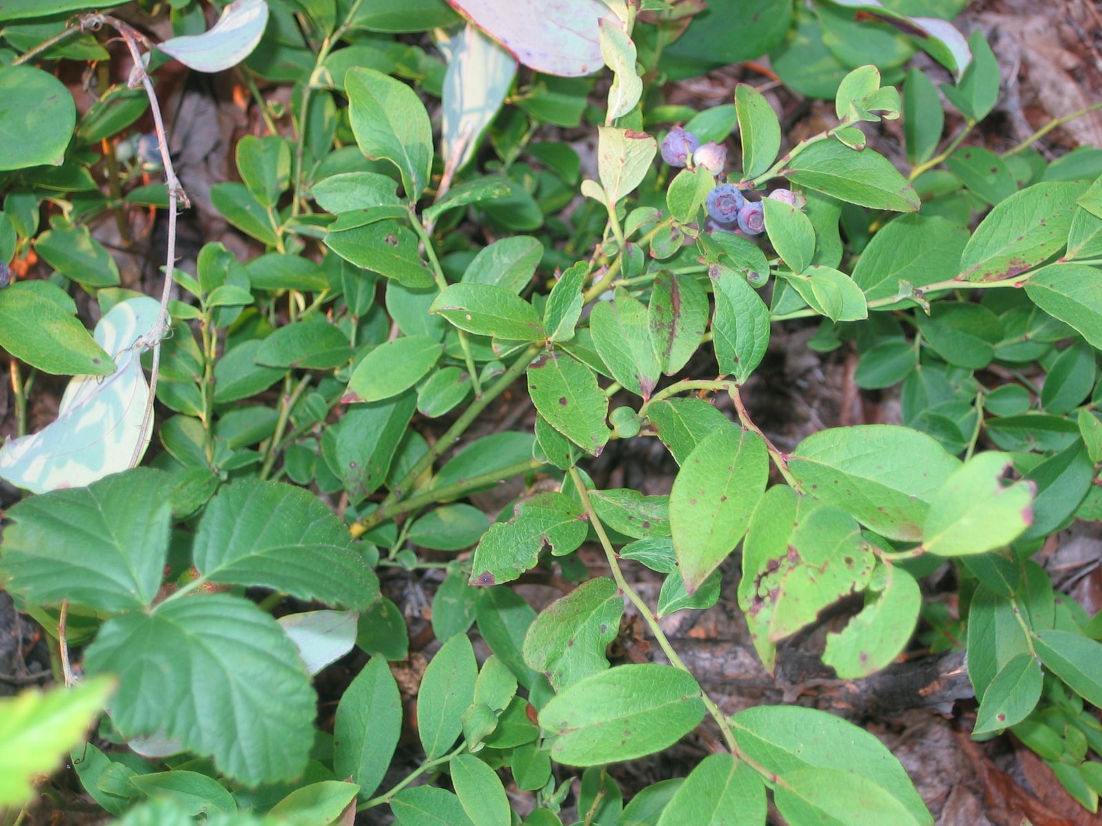 Low-growing blueberry shrubs