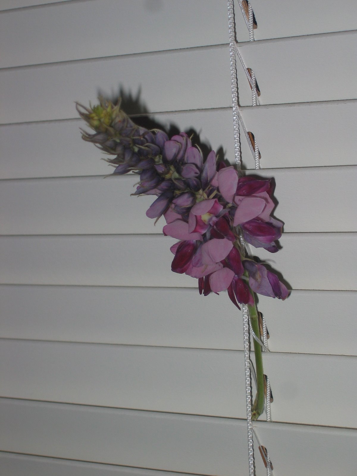 Kudzu flower stalk