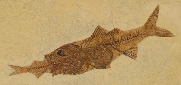 Un antiguo fósil de un pez grande devorando a uno pequeño