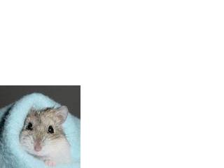 [hamster2.jpg]