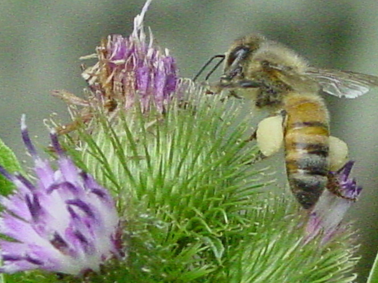 [bee+with+pollen.JPG]
