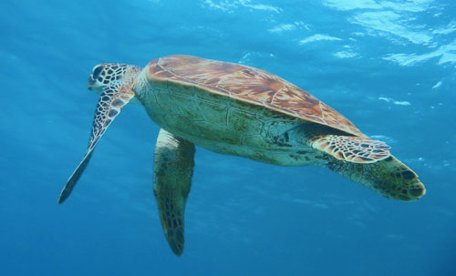 [great_barrier_reef_turtle.jpg]