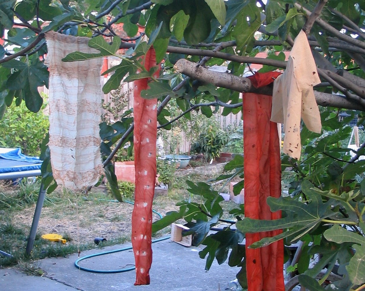 [dyeing+drying+in+the+fig+tree.JPG]
