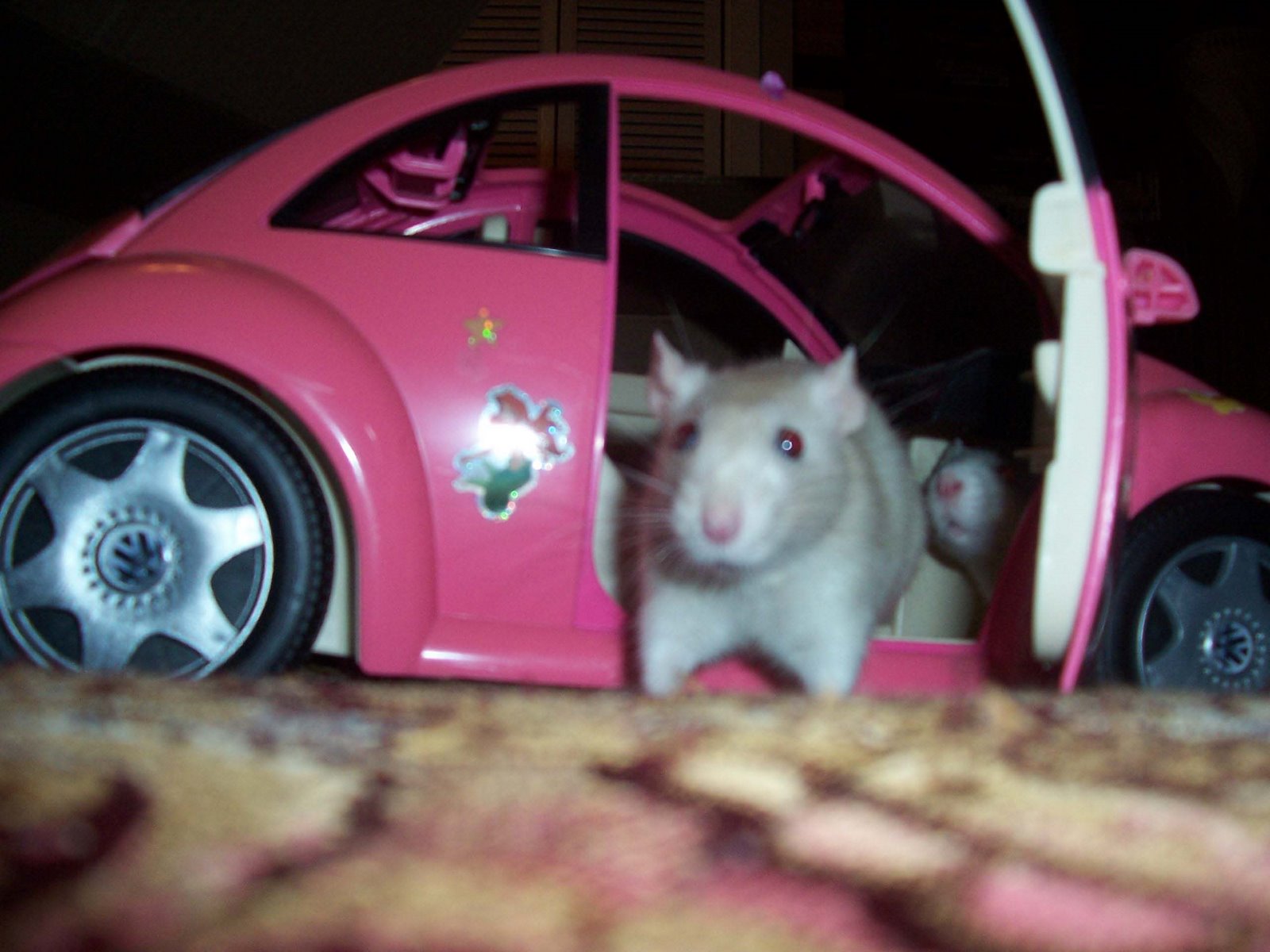 [Rats+in+car-Whats+with+these+foreign+cars.jpg]