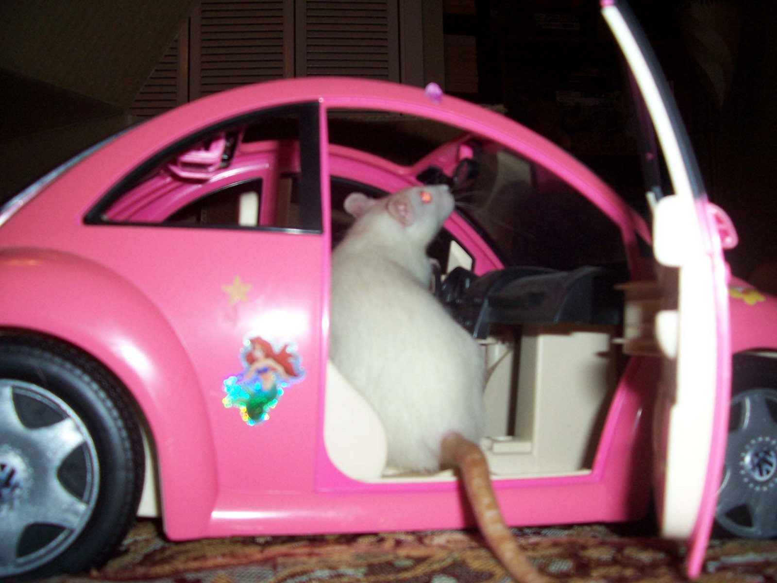 [Rats+in+car-The+intial+check+up+4+checkin+out+myself+in+the+mirror.jpg]