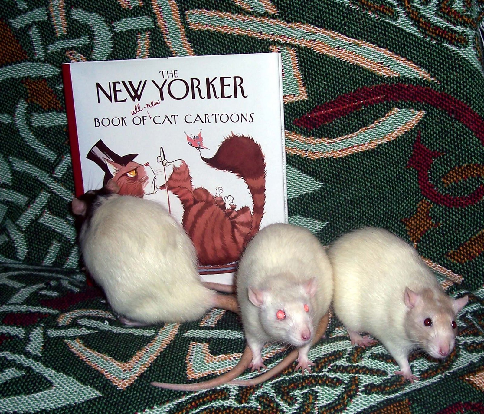 [rat+boys+w+book+4.jpg]