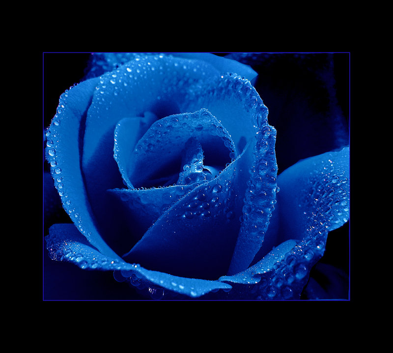 [Blue_Rose_by_Callu.jpg]