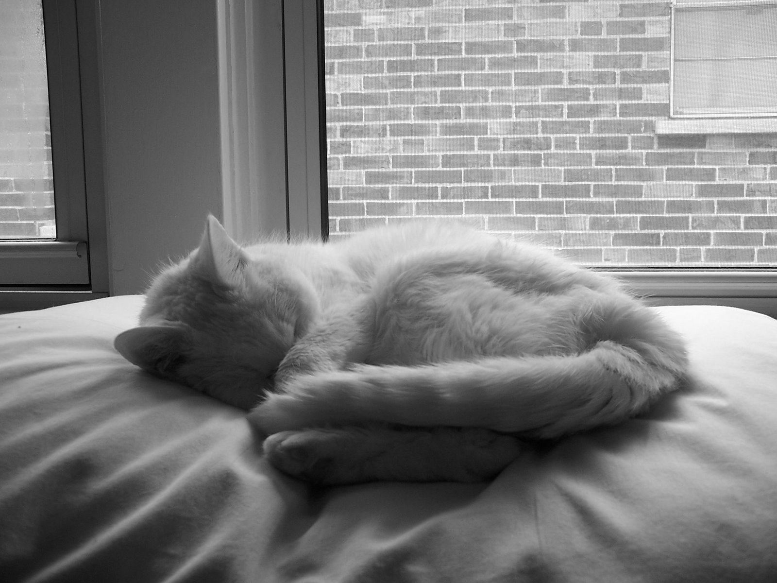 [Luna+Curled+on+Pillow+2+-+BW.jpg]