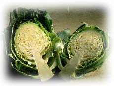 [split-cabbage.jpg]