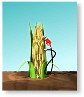 [corn+ethanol.jpg]