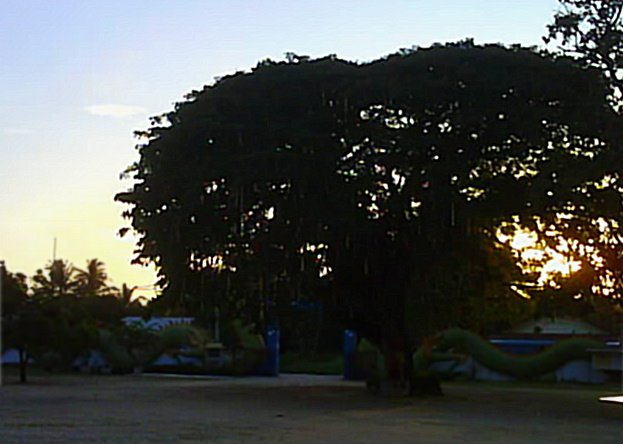[Sunset+Tree.jpg]