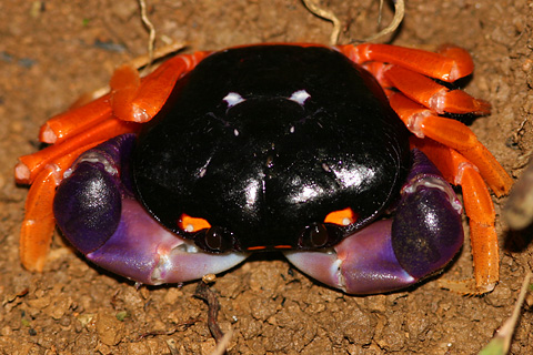[halloween-crab.jpg]