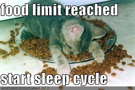 [funny-pictures-kitten-sleeps-in-food.jpg]