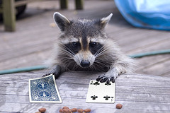 [raccoon+gambler.jpg]