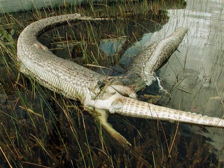 [python-vs-alligator-everglades.jpg]