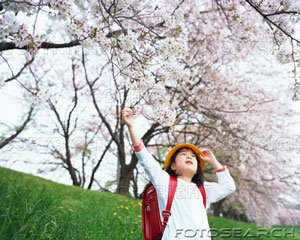 [girl-looking-at-cherry-blossoms-~-u27595154.jpg]
