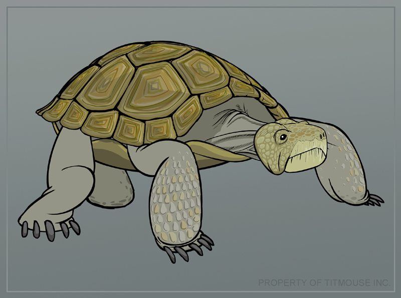[tortoise.jpg]