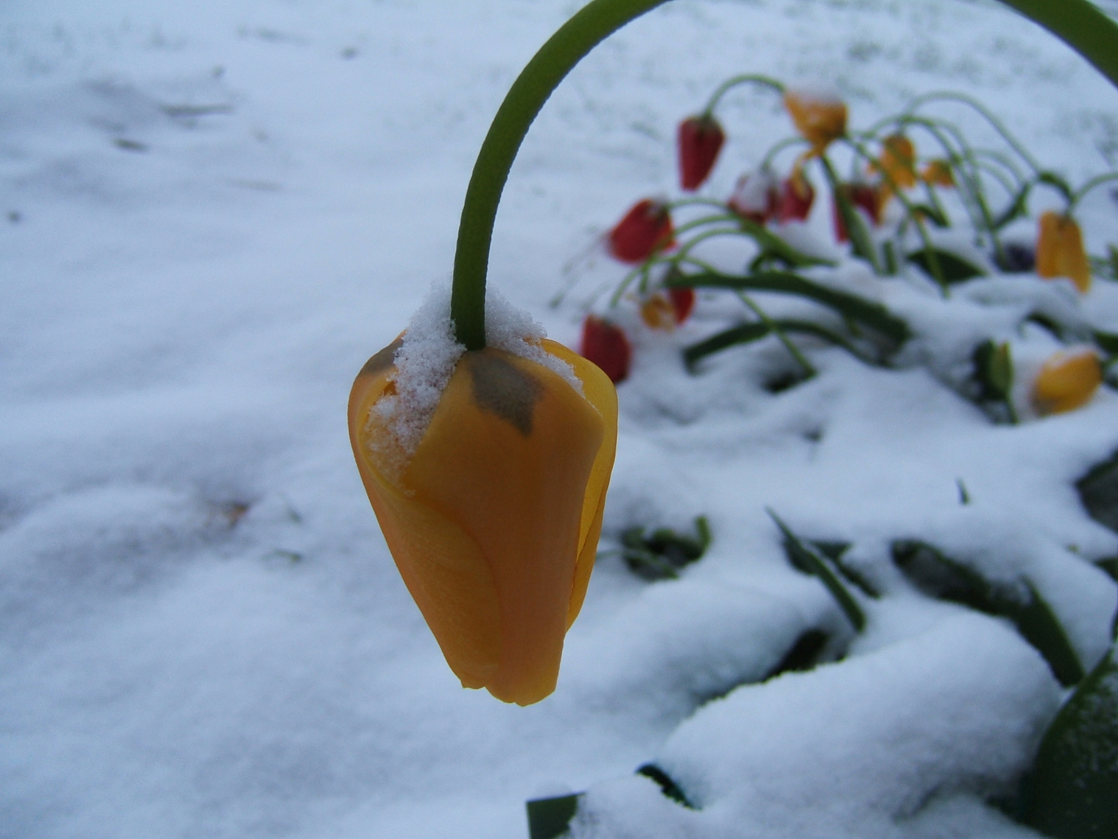 [snow-tulips03.jpg]