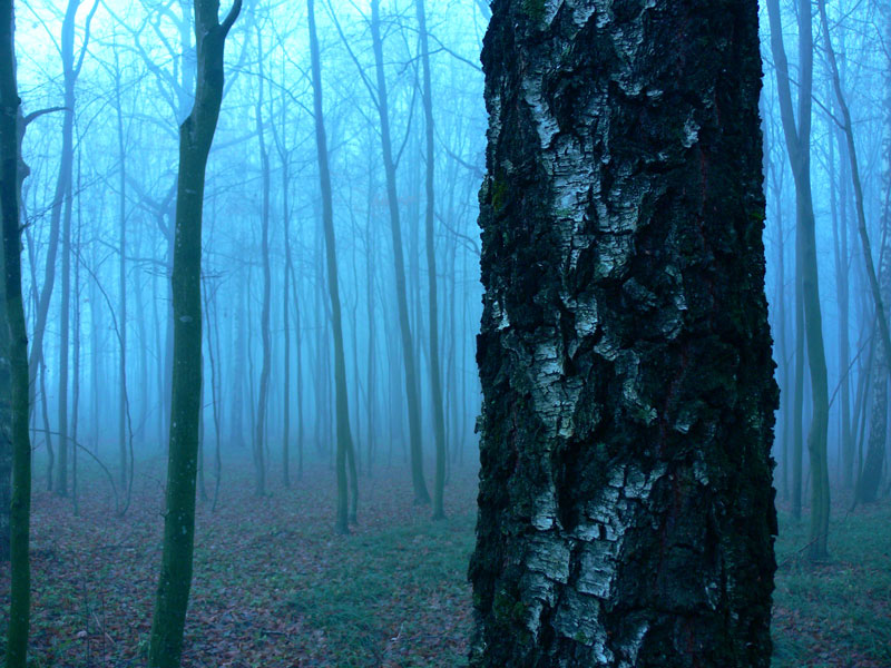 [forest-fog.jpg]