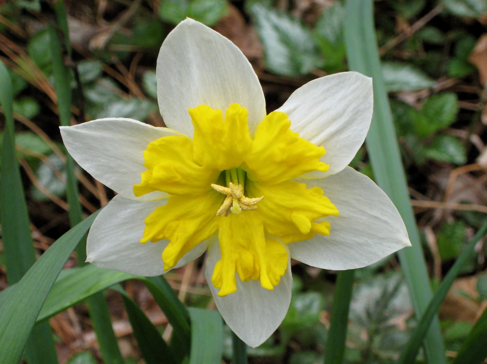 [daffodil_3.JPG]