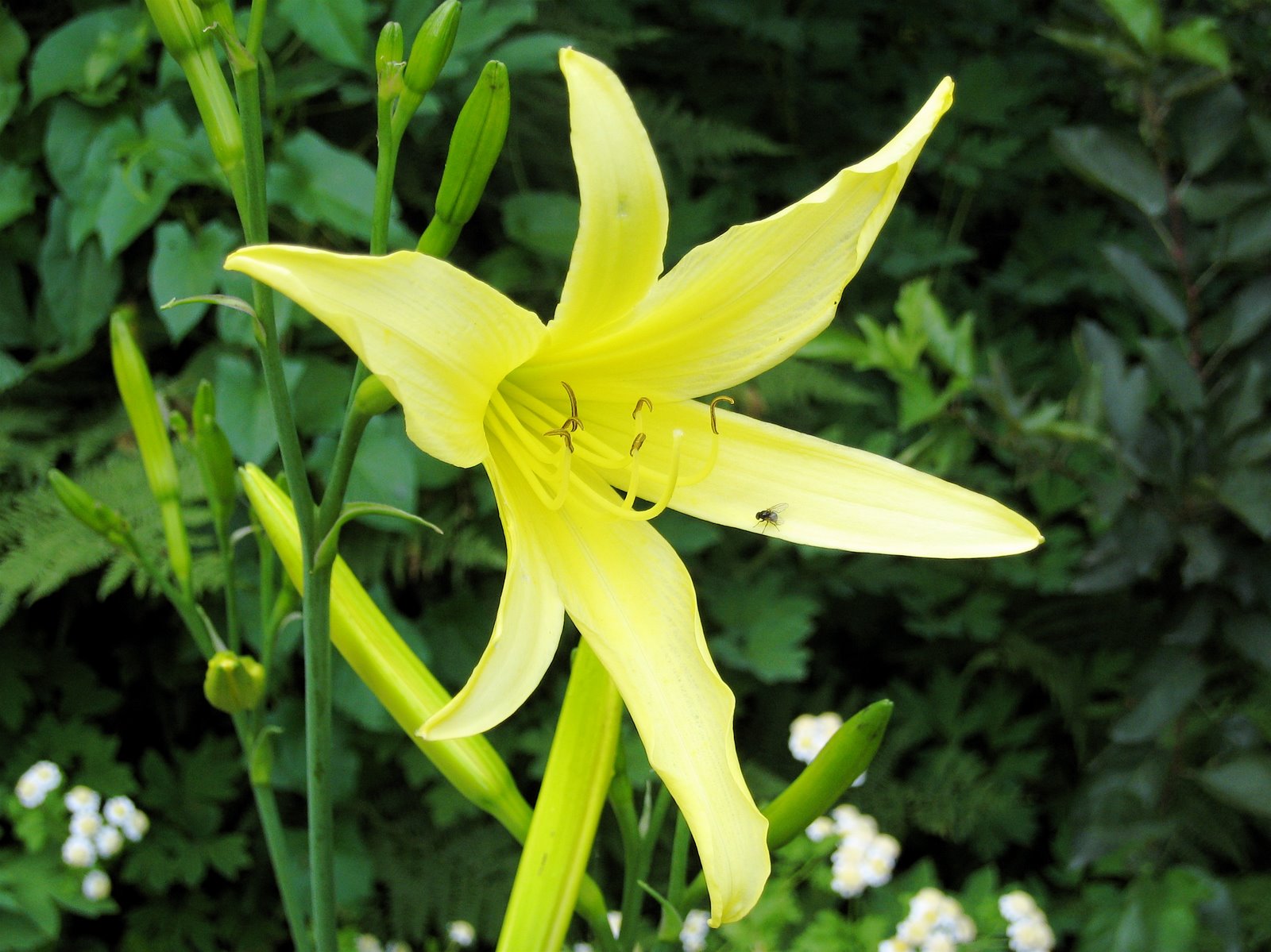 [yellow+day+lily.JPG]