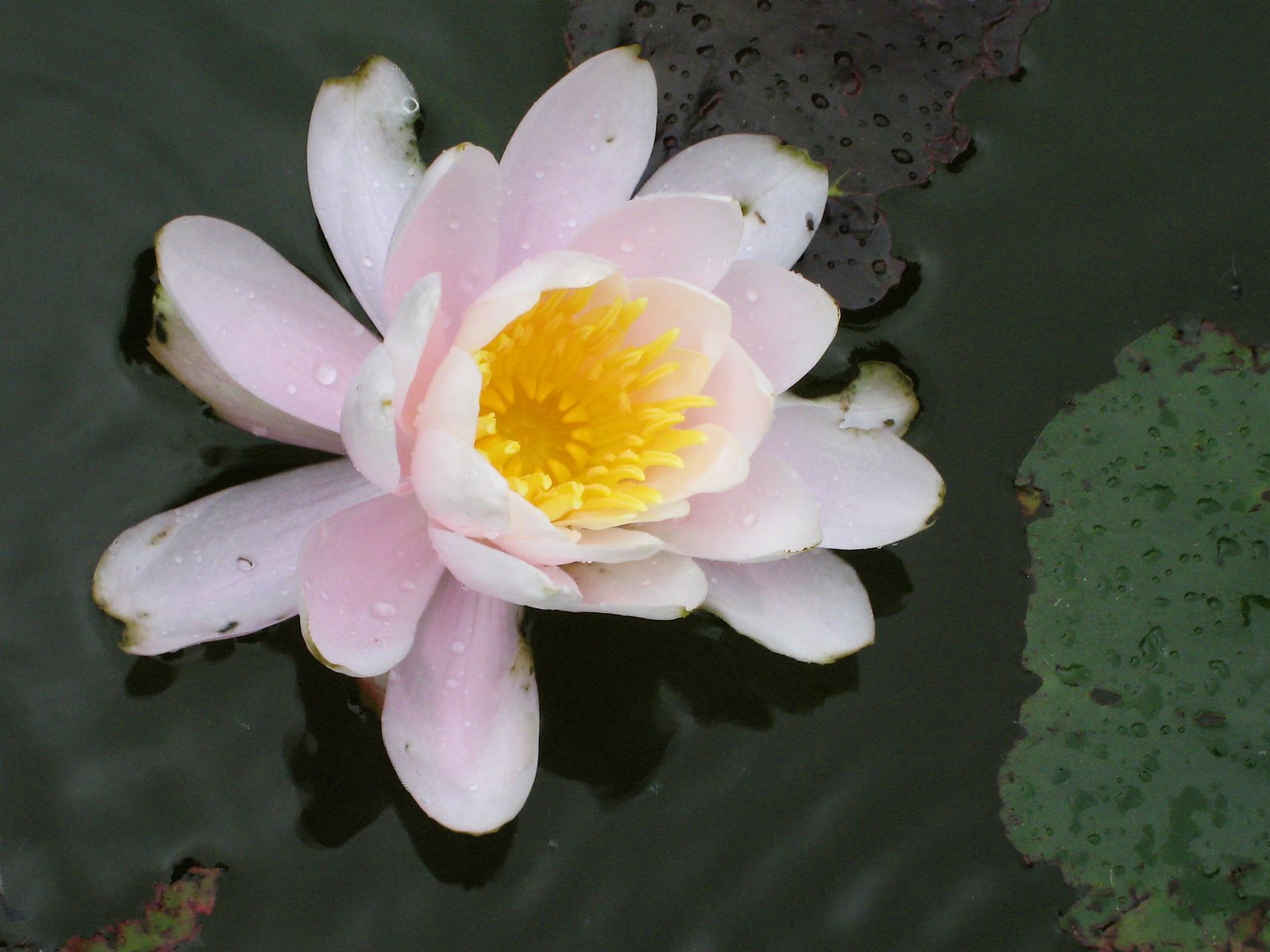 [water+lily.JPG]