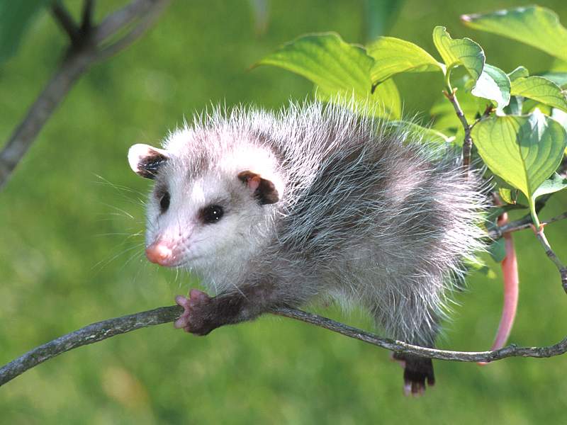 [Baby+Virginia+Opossum.jpg]
