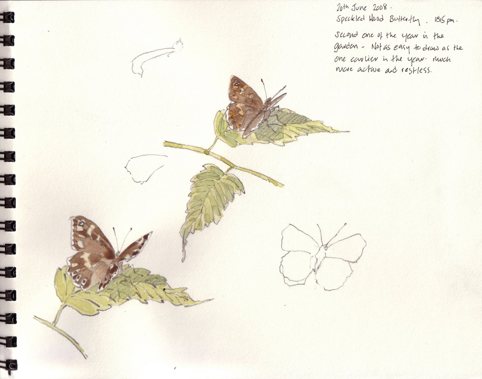 [Speckled+Wood+Butterfly+20+June+08.JPG]