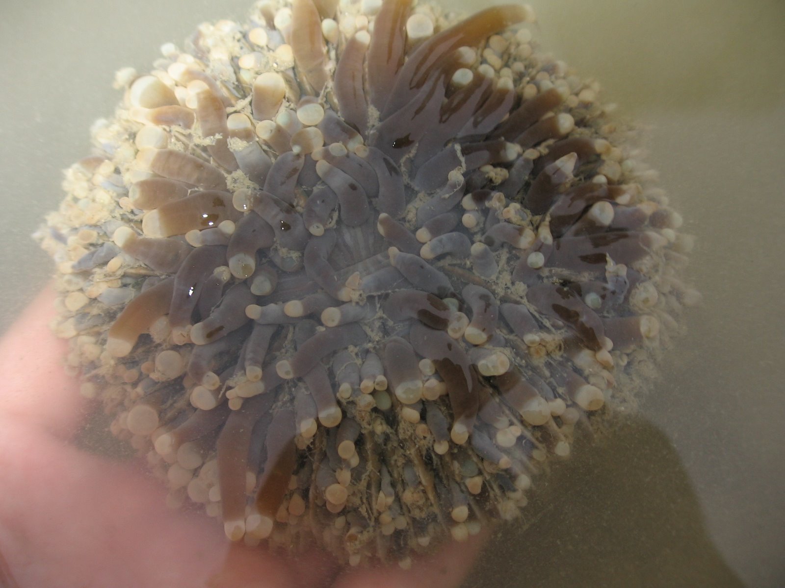Heliofungia Sunflower Mushroom Coral
