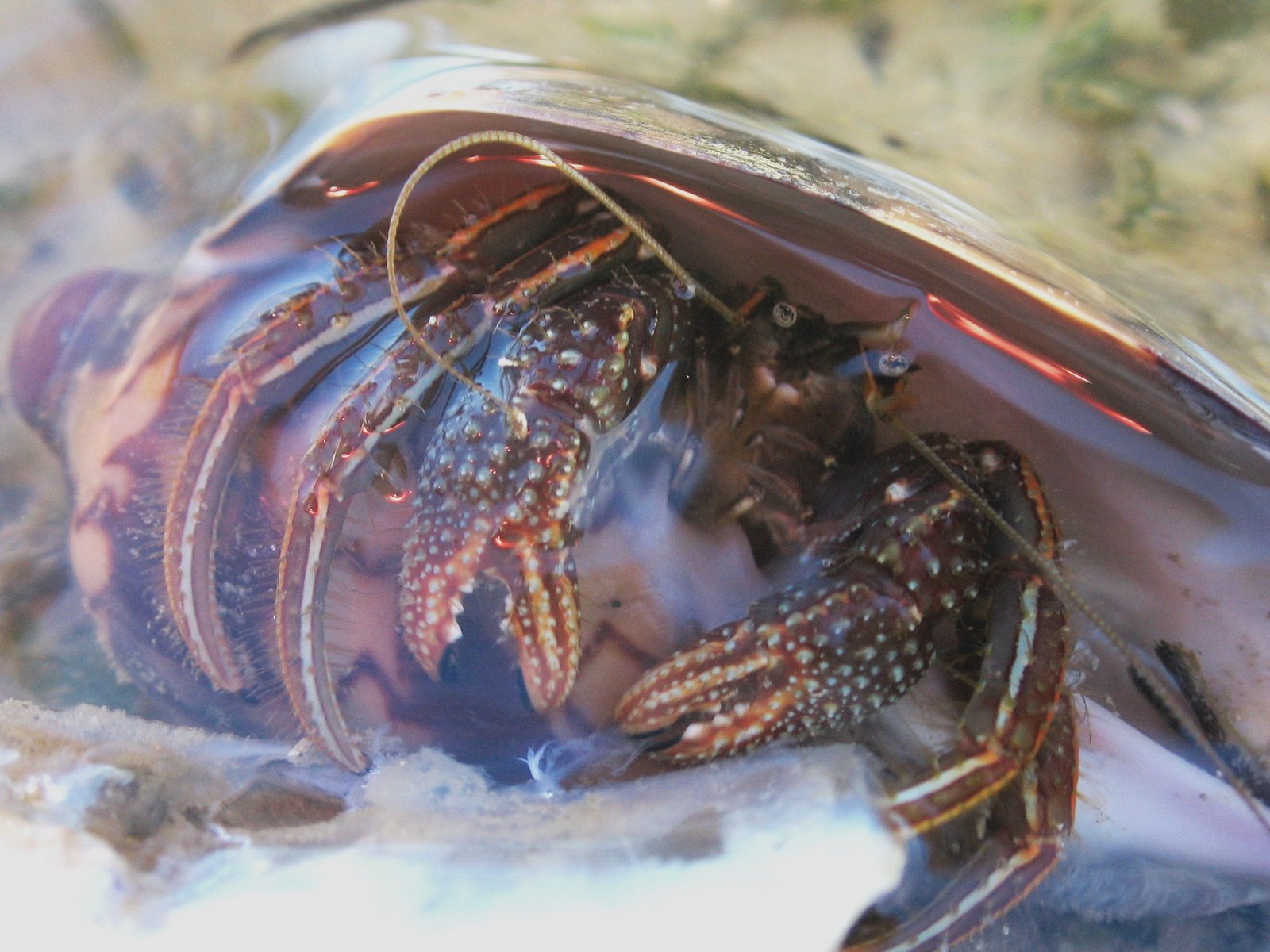 Stripped hermit crab
