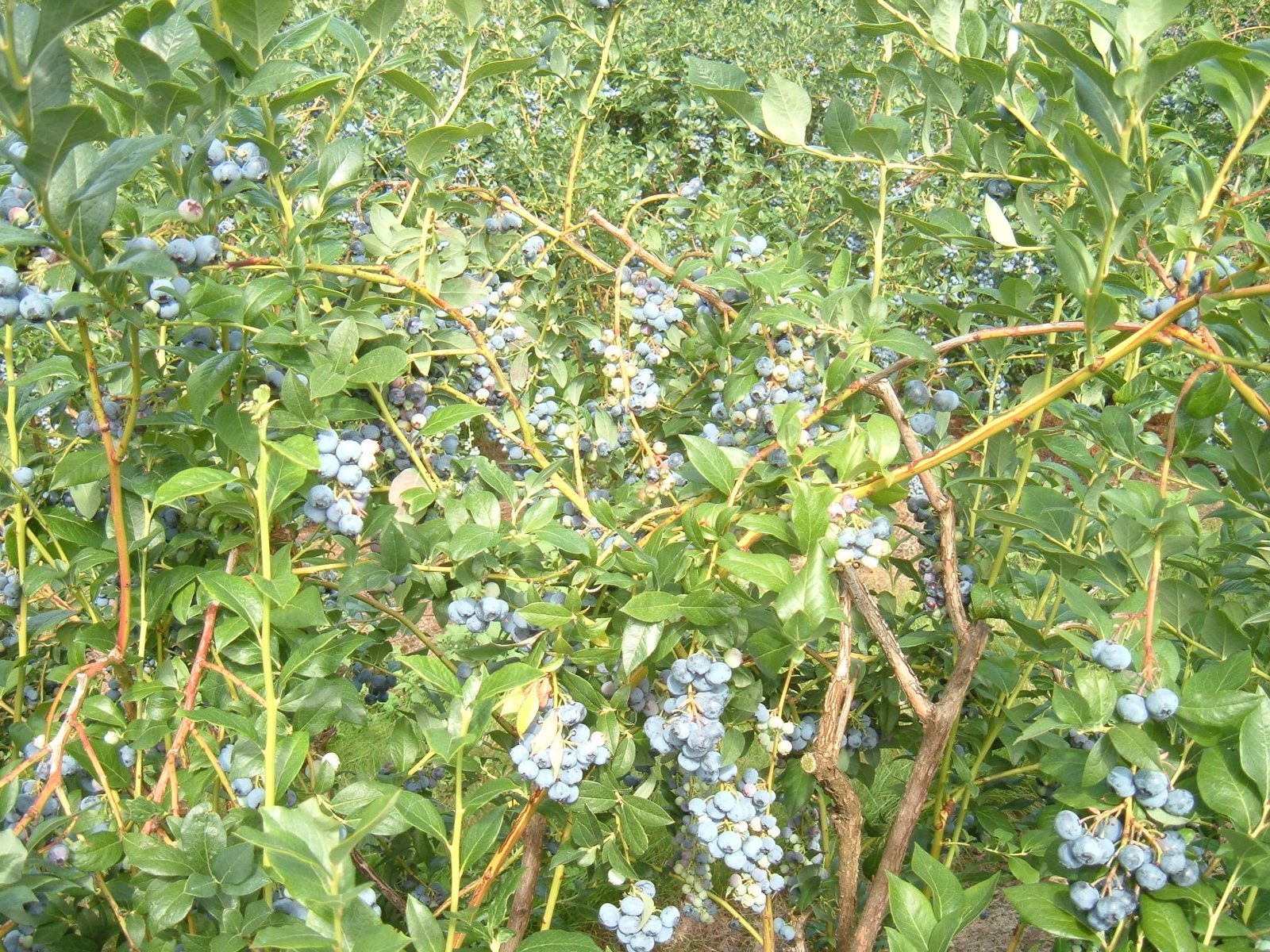 [blueberries+and+van+015.jpg]