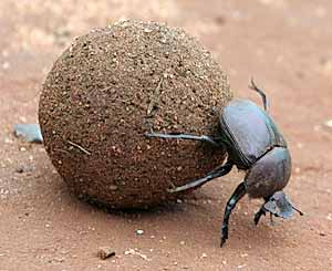 [dung-beetle.jpg]